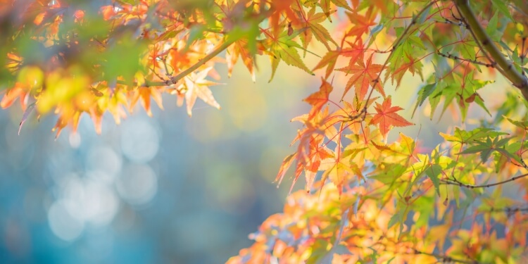 芒种